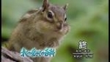 北の生きもの百科「エゾナキウサギ」