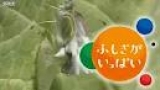 ふしぎがいっぱい「ツバメがやってきた！」