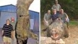 世界の超Ｓ級危険生物　巨大＆大群＆キテレツ　衝撃生物ＳＰ